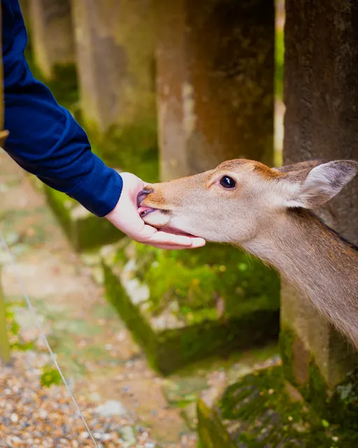 Proposal photo