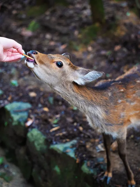 Proposal photo